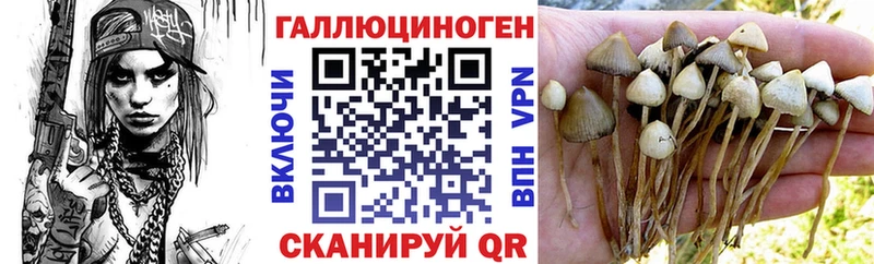 Купить  Кореновск  Псилоцибиновые грибы Psilocybine cubensis 